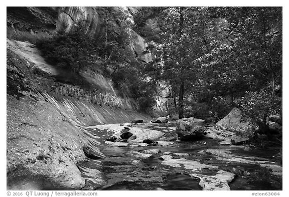 Lush oasis along Left Fork. Zion National Park (black and white)
