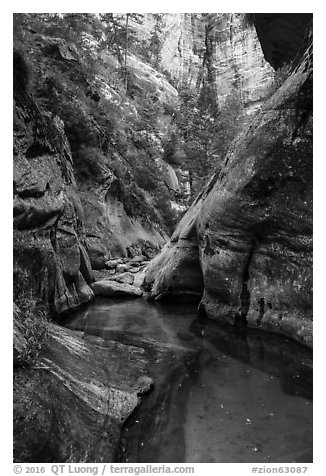Clear waters and canyon walls along Left Fork. Zion National Park (black and white)