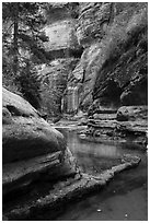 Emerald waters and canyon walls along Left Fork. Zion National Park ( black and white)