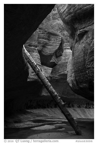 Log propped against canyon walls, Upper Subway. Zion National Park (black and white)