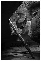 Log propped against canyon walls, Upper Subway. Zion National Park ( black and white)