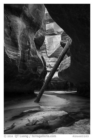 Log wedged against canyon walls. Zion National Park (black and white)