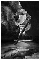 Log wedged against canyon walls. Zion National Park ( black and white)