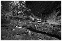 Red travertine terraces and alcove in the spring. Zion National Park ( black and white)