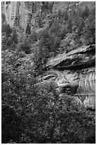 Cliffs above Emerald Pool and trees in springtime. Zion National Park ( black and white)