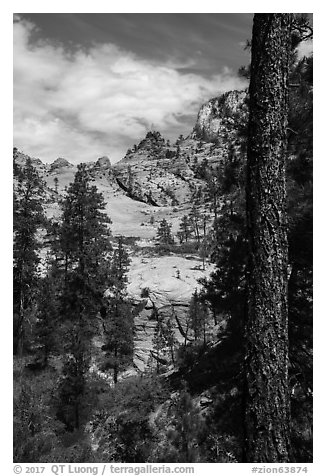 Pine and sandstone bowl, Russell Gulch. Zion National Park (black and white)