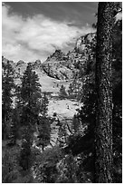 Pine and sandstone bowl, Russell Gulch. Zion National Park ( black and white)