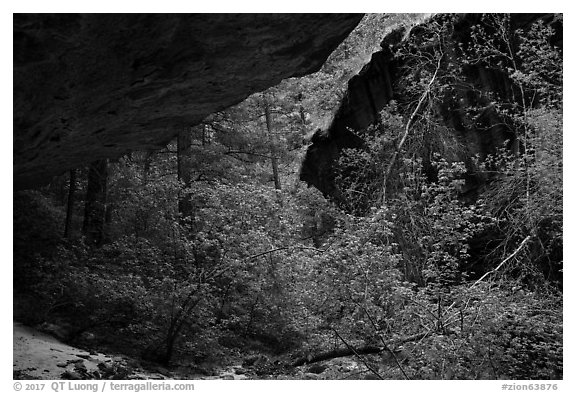 Verdant canyon, Upper Left Fork. Zion National Park (black and white)