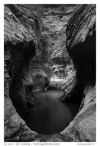 Water-filled pothole, Upper Left Fork. Zion National Park (black and white)