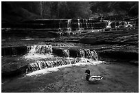 Duck and Archangel Falls. Zion National Park ( black and white)