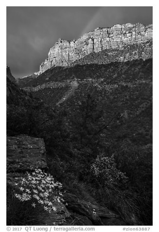 Rainbow over South Guardian Angel. Zion National Park (black and white)