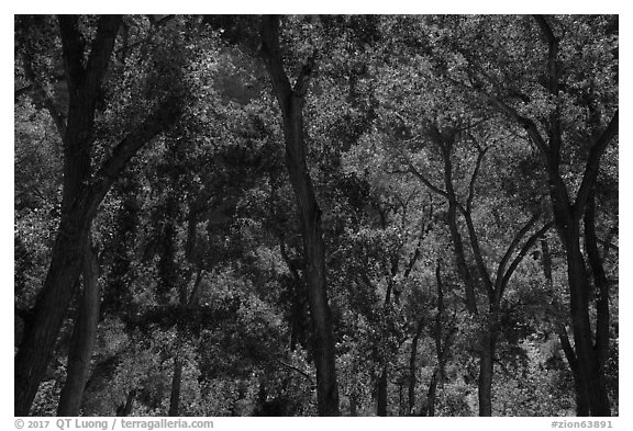 Trees in summer, the Grotto. Zion National Park (black and white)