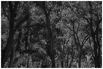 Trees in summer, the Grotto. Zion National Park ( black and white)