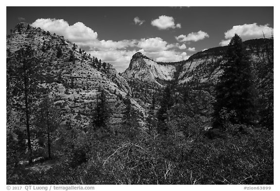 Zion Canyon rim view with vegetation and white cliffs. Zion National Park (black and white)