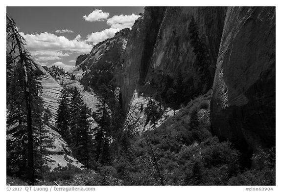 Head of Behunin Canyon. Zion National Park (black and white)