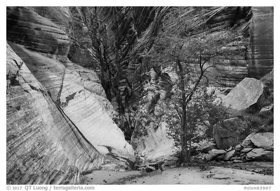 Tree and cliffs, Behunin Canyon. Zion National Park (black and white)