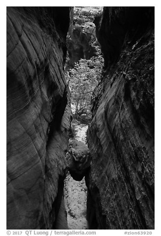 Chockstone wedged in narrows, Behunin Canyon. Zion National Park (black and white)