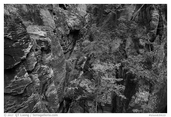 Trees and shurbs in Behunin Canyon. Zion National Park (black and white)