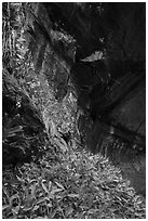 Hanging gardens in alcove near Lower Emerald Pool. Zion National Park ( black and white)