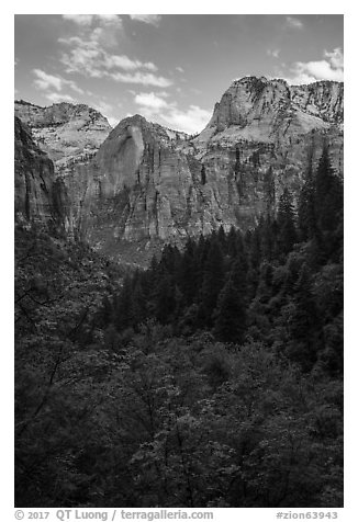 Zion Canyon from Upper Emerald Pool. Zion National Park (black and white)