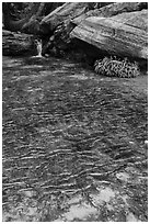 Travertine, Middle Emerald Pool. Zion National Park ( black and white)