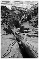 Crack, Zion Plateau. Zion National Park ( black and white)