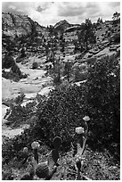 Cactus in bloom and Zion Plateau. Zion National Park ( black and white)