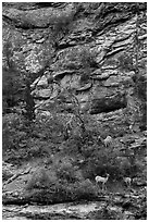 Bighorn sheep family. Zion National Park ( black and white)