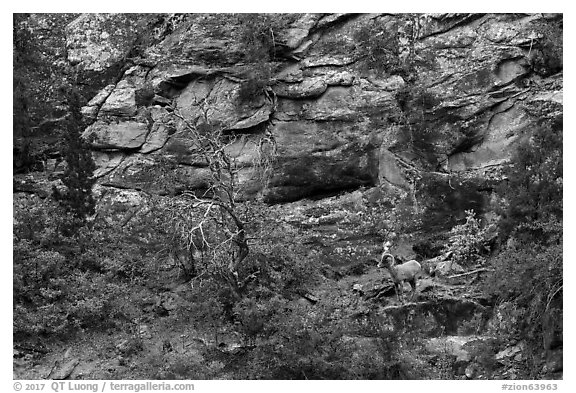 Bighorn sheep, Zion Plateau. Zion National Park (black and white)