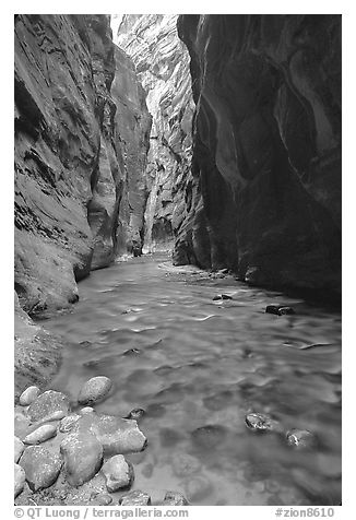 Virgin River at Wall Street, the Narrows. Zion National Park, Utah, USA.