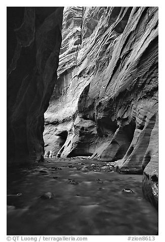 Tall sandstone walls of Wall Street, the Narrows. Zion National Park, Utah, USA.