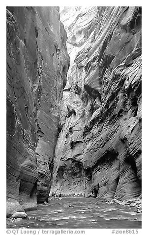 Hikers dwarfed by the walls of Wall Street, the Narrows. Zion National Park, Utah, USA.