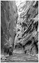 Hikers dwarfed by the walls of Wall Street, the Narrows. Zion National Park, Utah, USA. (black and white)