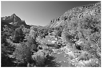 Virgin river and Watchman, spring morning. Zion National Park, Utah, USA. (black and white)