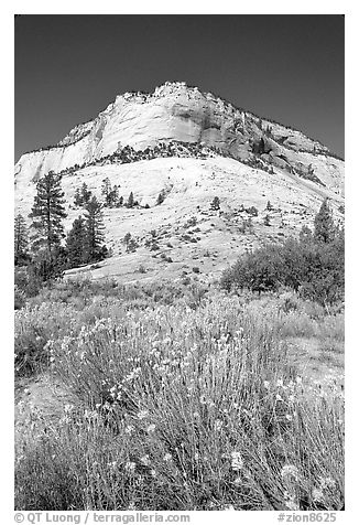 Sage flowers and Navajo sandstone formation, morning. Zion National Park (black and white)
