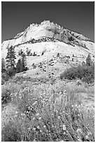 Sage flowers and Navajo sandstone formation, morning. Zion National Park ( black and white)