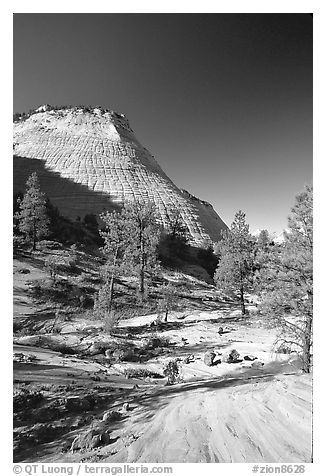 Checkerboard Mesa, morning. Zion National Park, Utah, USA.