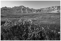 Sunflowers, meadow and badlands, late afternoon. Badlands National Park, South Dakota, USA. (black and white)