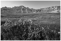 Sunflowers, meadow and badlands, late afternoon. Badlands National Park ( black and white)