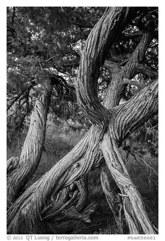 Juniper tree. Badlands National Park (black and white)