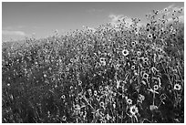 Carpet of sunflowers. Badlands National Park ( black and white)