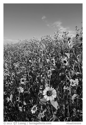 Slope covered with sunflowers. Badlands National Park, South Dakota, USA.