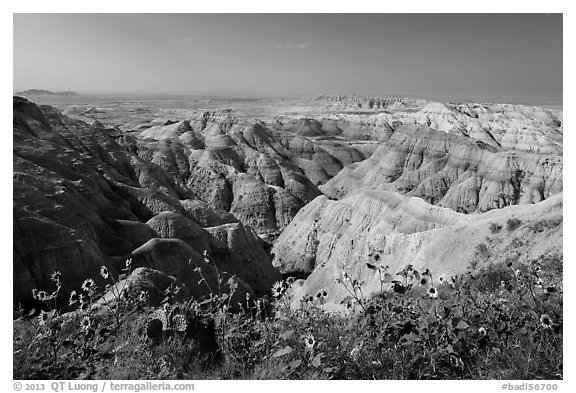 Sunflowers above badlands. Badlands National Park (black and white)