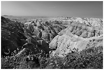 Sunflowers above badlands. Badlands National Park, South Dakota, USA. (black and white)