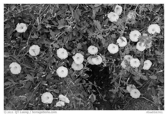 Ground close-up with white flowers and prairie dog burrow. Badlands National Park, South Dakota, USA.