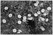 Ground close-up with white flowers and prairie dog burrow. Badlands National Park, South Dakota, USA. (black and white)