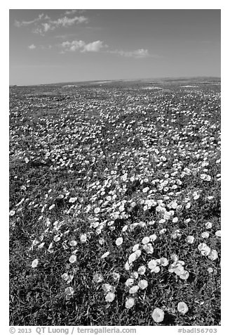 Prairie dog town and wildflowers carpet. Badlands National Park (black and white)
