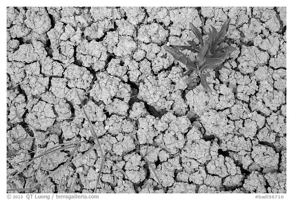 Close-up of plants growing in cracked rock and. Badlands National Park, South Dakota, USA.