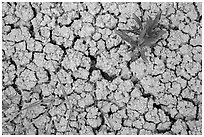 Close-up of plants growing in cracked rock and. Badlands National Park, South Dakota, USA. (black and white)