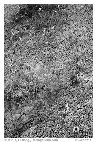 Sunflowers and cracked soil. Badlands National Park, South Dakota, USA.